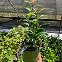 Load image into Gallery viewer, Early Wonder® Camellia