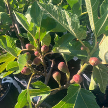 Load image into Gallery viewer, Petite Negri Fig