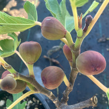 Load image into Gallery viewer, Petite Negri Fig