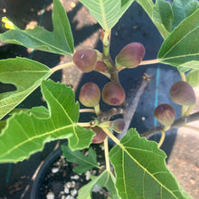 Load image into Gallery viewer, Petite Negri Fig