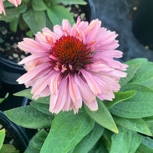 Load image into Gallery viewer, Echinacea Fresco™ 'Apricot'