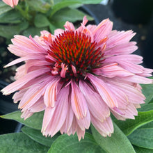 Load image into Gallery viewer, Echinacea Fresco™ 'Apricot'