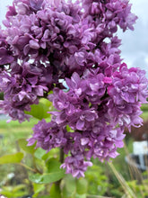 Load image into Gallery viewer, My Favorite Lilac