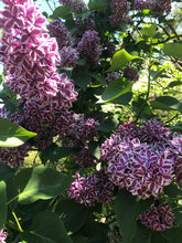 Load image into Gallery viewer, Sensation French Lilac