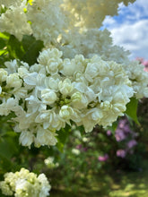 Load image into Gallery viewer, Madame Lemoine French Lilac