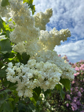Load image into Gallery viewer, Madame Lemoine French Lilac