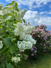 Load image into Gallery viewer, Madame Lemoine French Lilac