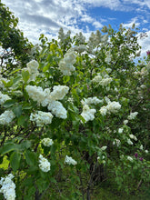 Load image into Gallery viewer, Madame Lemoine French Lilac