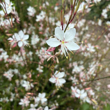 Load image into Gallery viewer, Gaura ‘Sparkle White’