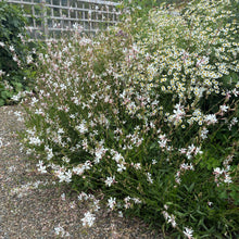 Load image into Gallery viewer, Gaura ‘Sparkle White’