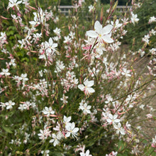 Load image into Gallery viewer, Gaura ‘Sparkle White’