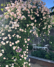 Load image into Gallery viewer, Cecile Brunner Rose