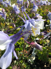 Load image into Gallery viewer, Songbird 'Blue Bird' Columbine