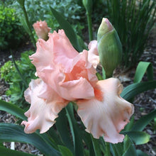 Load image into Gallery viewer, Iris ‘Beverly Sills’