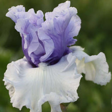 Load image into Gallery viewer, Iris ‘Wintry Sky’
