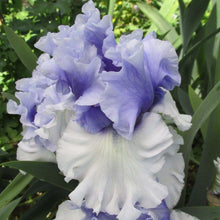 Load image into Gallery viewer, Iris ‘Wintry Sky’