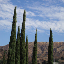 Load image into Gallery viewer, Italian Cypress