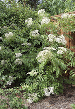 Load image into Gallery viewer, John’s Elderberry