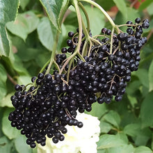 Load image into Gallery viewer, John’s Elderberry