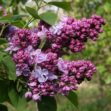 Load image into Gallery viewer, Katherine Havemeyer Lilac