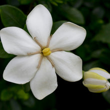 Load image into Gallery viewer, Kleim’s Hardy Gardenia