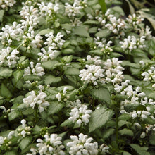 Load image into Gallery viewer, White Nancy Dead Nettle
