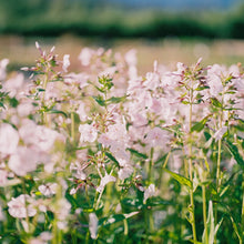 Load image into Gallery viewer, Phlox ‘Fashionably Early Crystal’
