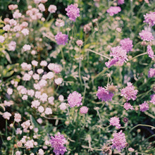 Load image into Gallery viewer, Butterfly Blue Pincushion Flower (Scabiosa)