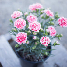 Load image into Gallery viewer, Scent First® Coral Reef Dianthus