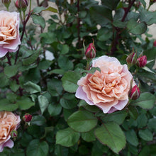 Load image into Gallery viewer, 'Distant Drums' Rose (Bare Root)