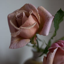 Load image into Gallery viewer, Koko Loko™ Rose