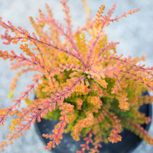 Load image into Gallery viewer, Heather ‘Firefly’