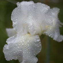 Load image into Gallery viewer, Iris ‘Immortality’