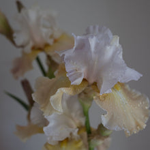 Load image into Gallery viewer, Bearded Iris 'Heaven and Earth'
