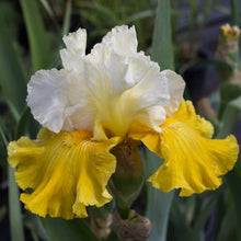 Load image into Gallery viewer, Tour de France Iris