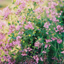 Load image into Gallery viewer, Rock Soapwort