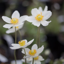 Load image into Gallery viewer, Anemone 'Wild Swan'