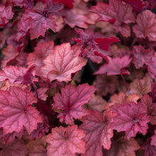 Load image into Gallery viewer, Heuchera 'Carnival Watermelon' 