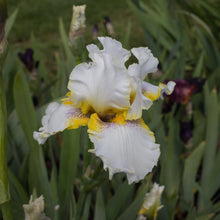 Load image into Gallery viewer, Goldkist Bearded Iris