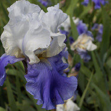 Load image into Gallery viewer, Stairway To Heaven Bearded Iris