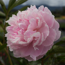Load image into Gallery viewer, Double Pink Peony