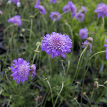 Load image into Gallery viewer, Butterfly Blue Pincushion Flower (Scabiosa)
