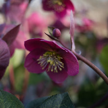Load image into Gallery viewer, Helleborus Frostkiss® Anna's Red