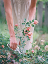 Load image into Gallery viewer, Koko Loko™ Rose (Bare Root)
