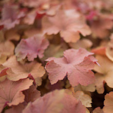 Load image into Gallery viewer, Heuchera 'Caramel'
