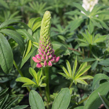 Load image into Gallery viewer, Lupine Popsicle Mix
