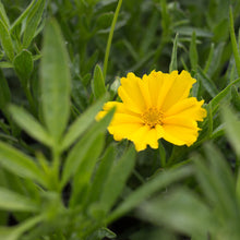 Load image into Gallery viewer, Coreopsis Li'l Bang Goldilocks