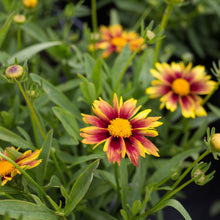 Load image into Gallery viewer, Li'l Bang 'Enchanted Eve' Coreopsis