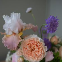 Load image into Gallery viewer, Butterfly Blue Pincushion Flower (Scabiosa)