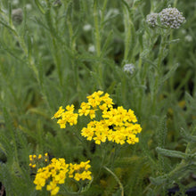 Load image into Gallery viewer, Desert Eve™ Yellow Yarrow